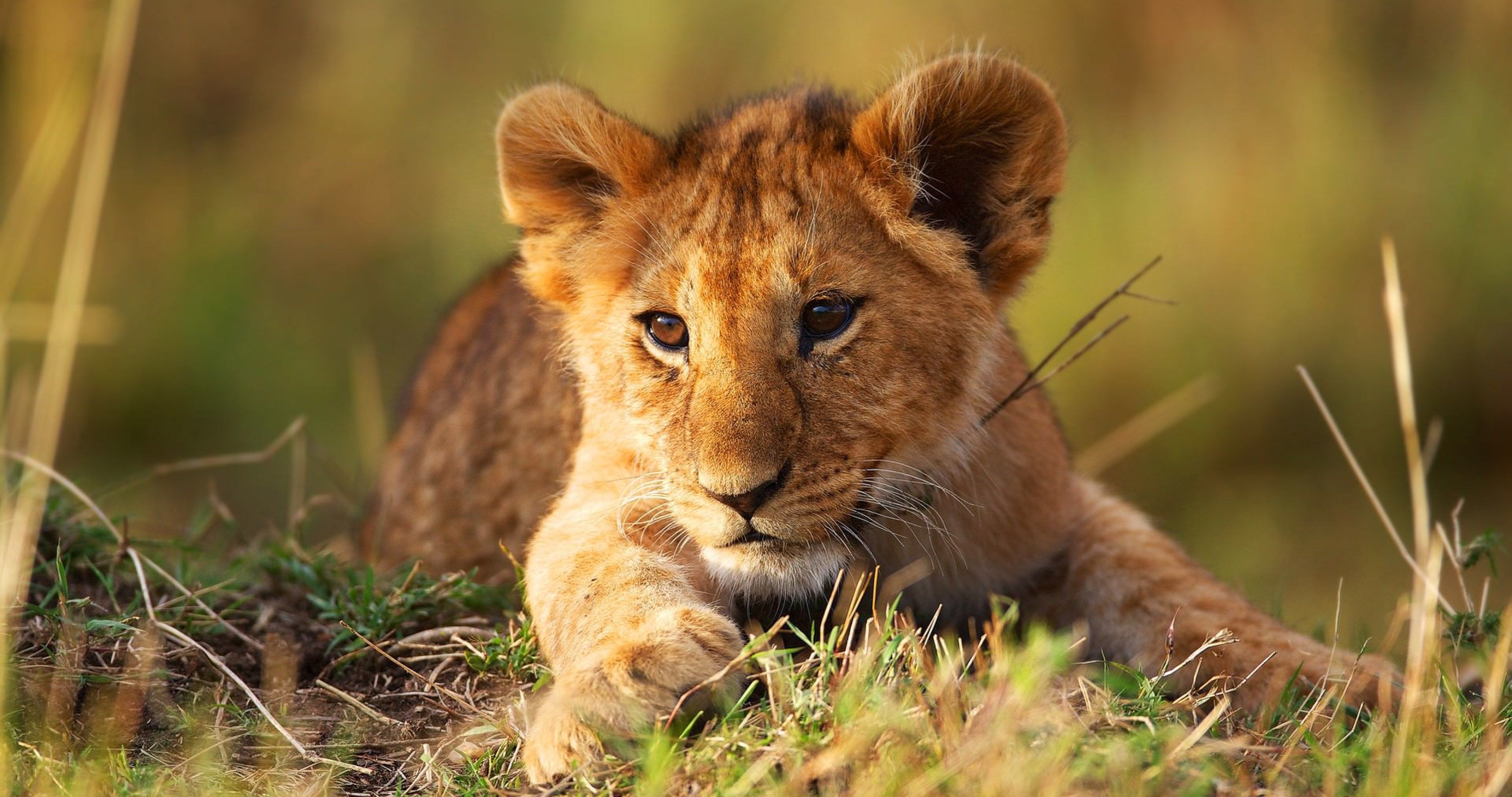 Lion Cub Wildlife 4K Wallpaper – free HD wallpaper