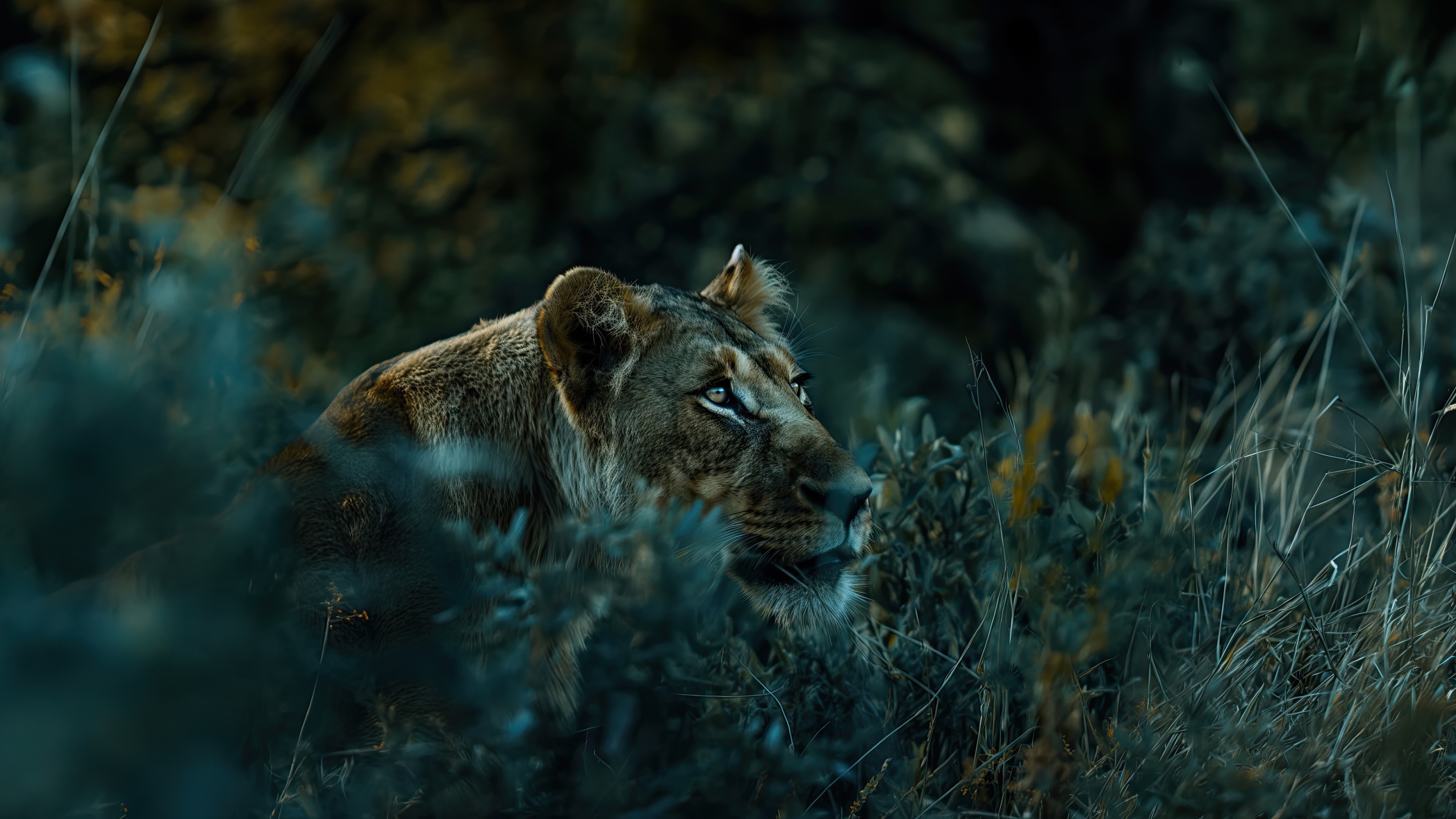 Lioness in Dark Grass 4K Wallpaper – free HD wallpaper