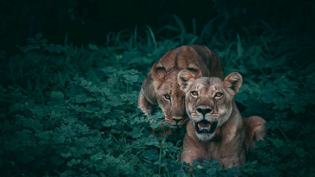 lioness-pair-4k-wallpaper-dark-green-3840×2160