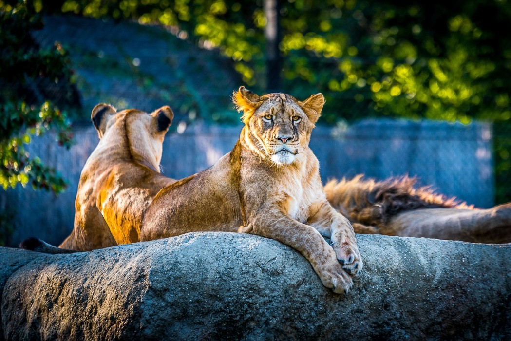 lioness-pride-wildlife-portrait-wallpaper-2500×1669