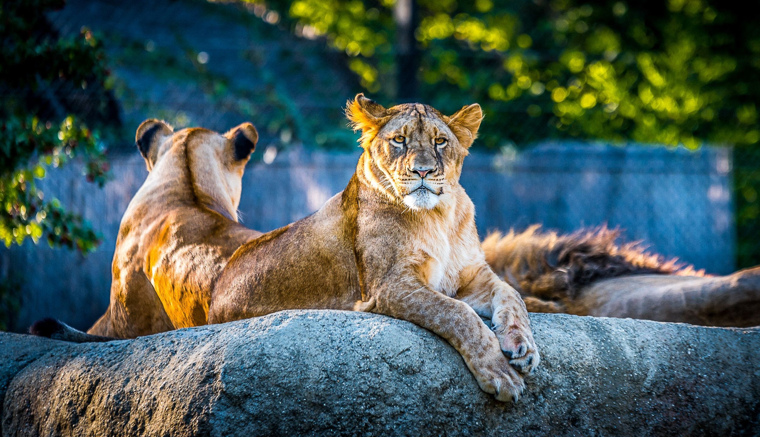 Lioness Pride Wildlife Portrait Wallpaper – free HD wallpaper