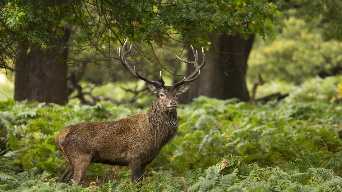 majestic-deer-forest-4k-wallpaper-3840×2160