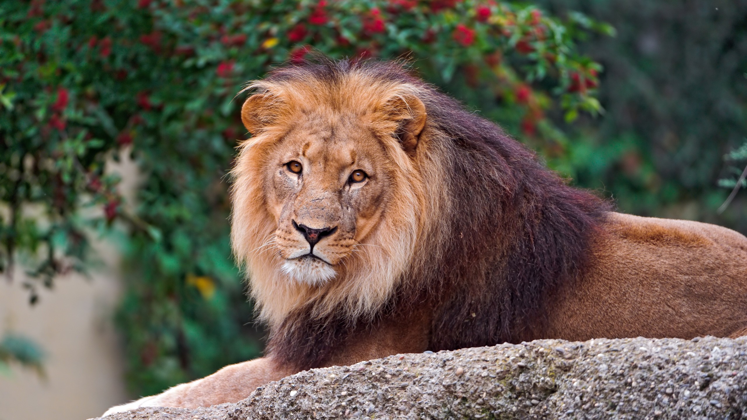 Majestic Lion 4K Wallpaper – free HD wallpaper
