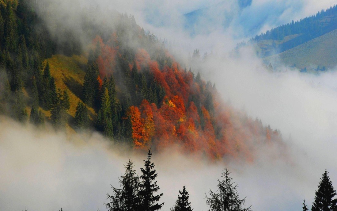 misty-autumn-forest-wallpaper-1920×1080