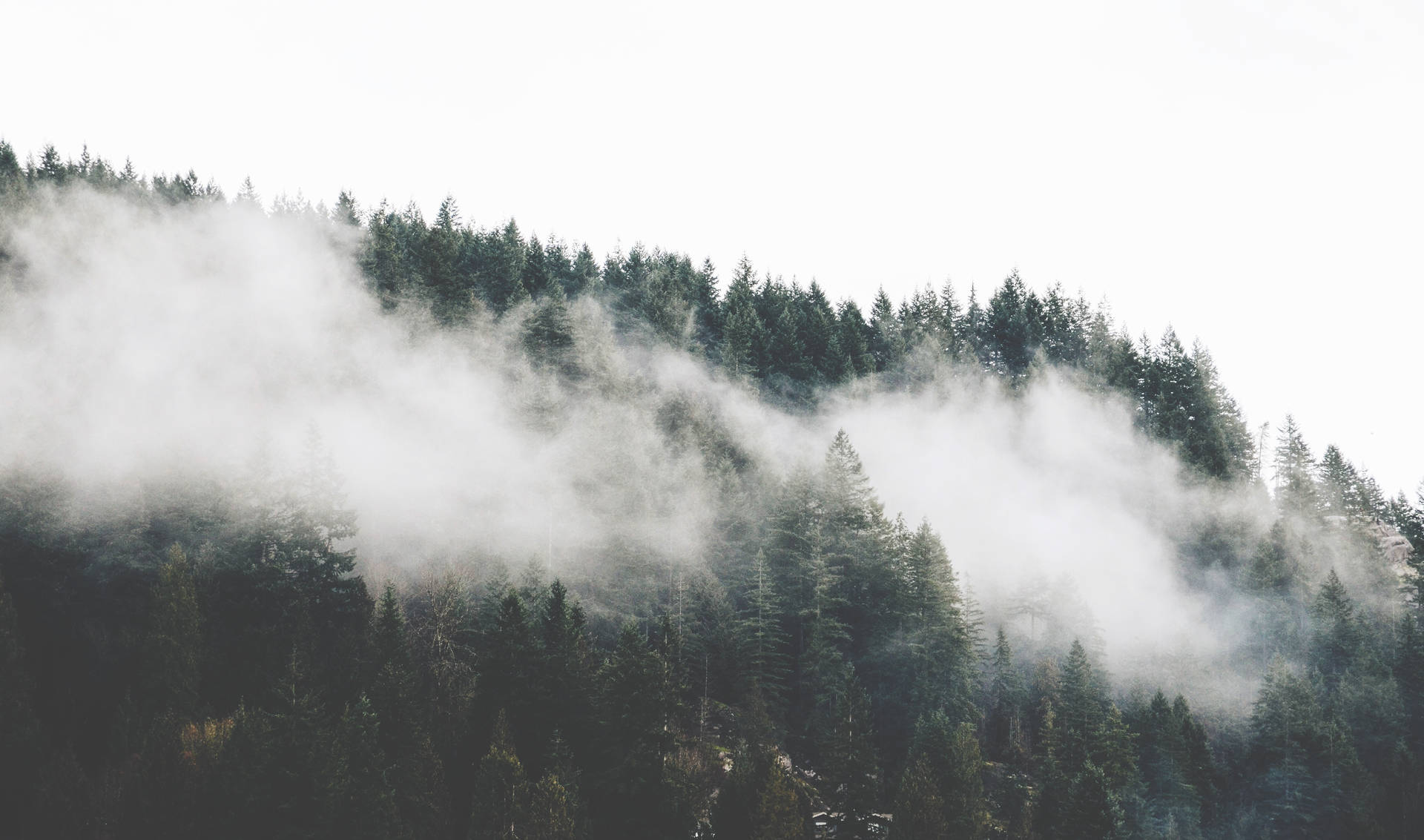 Misty Forest Hillside Wallpaper