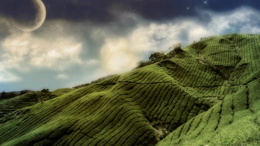 Moonlit Tea Hills Wallpaper