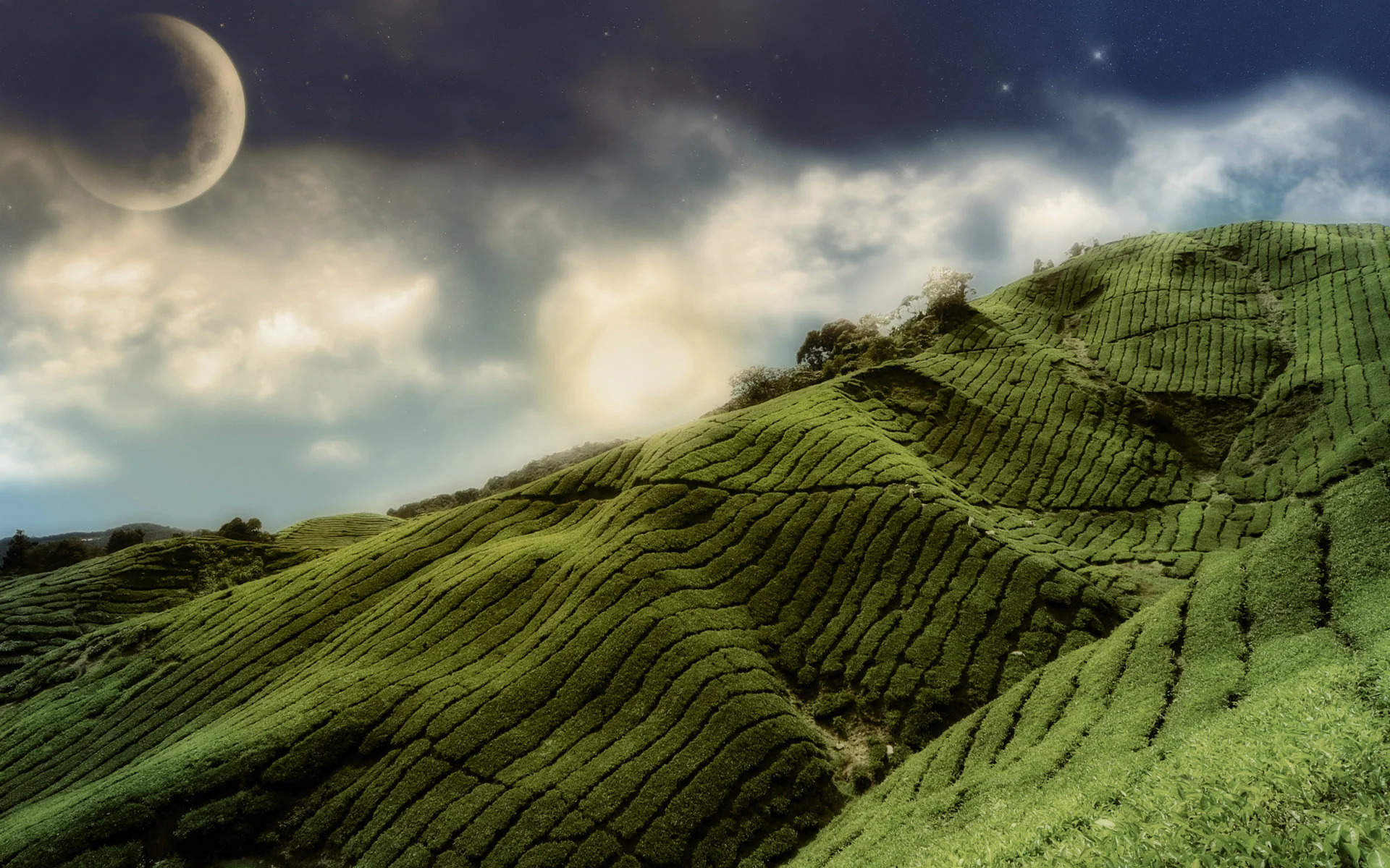 Moonlit Tea Hills Wallpaper – free HD wallpaper