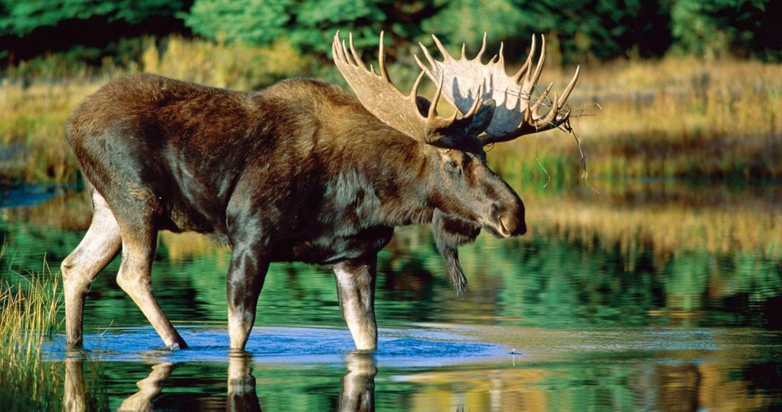 moose-lake-wildlife-4k-wallpaper-4096×2160