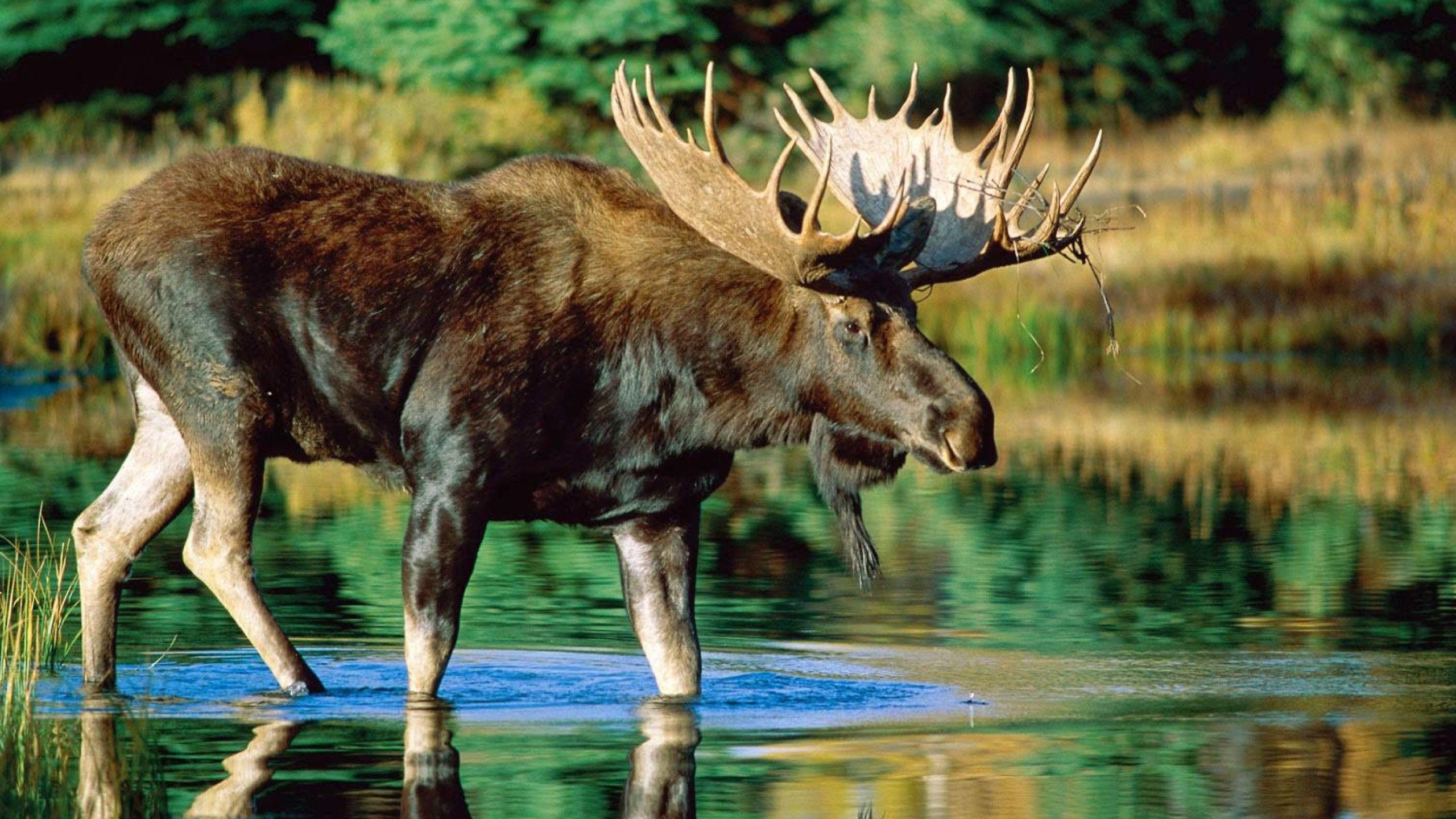Moose Lake Wildlife 4K Wallpaper – free HD wallpaper