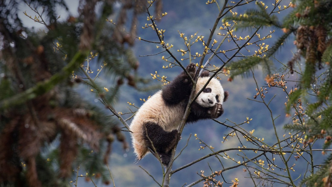 panda-bear-tree-wildlife-wallpaper-1920×1080