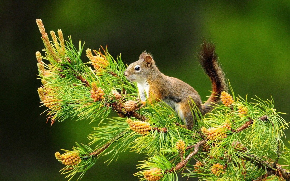 pine-squirrel-wallpaper-forest-branch-2560×1600