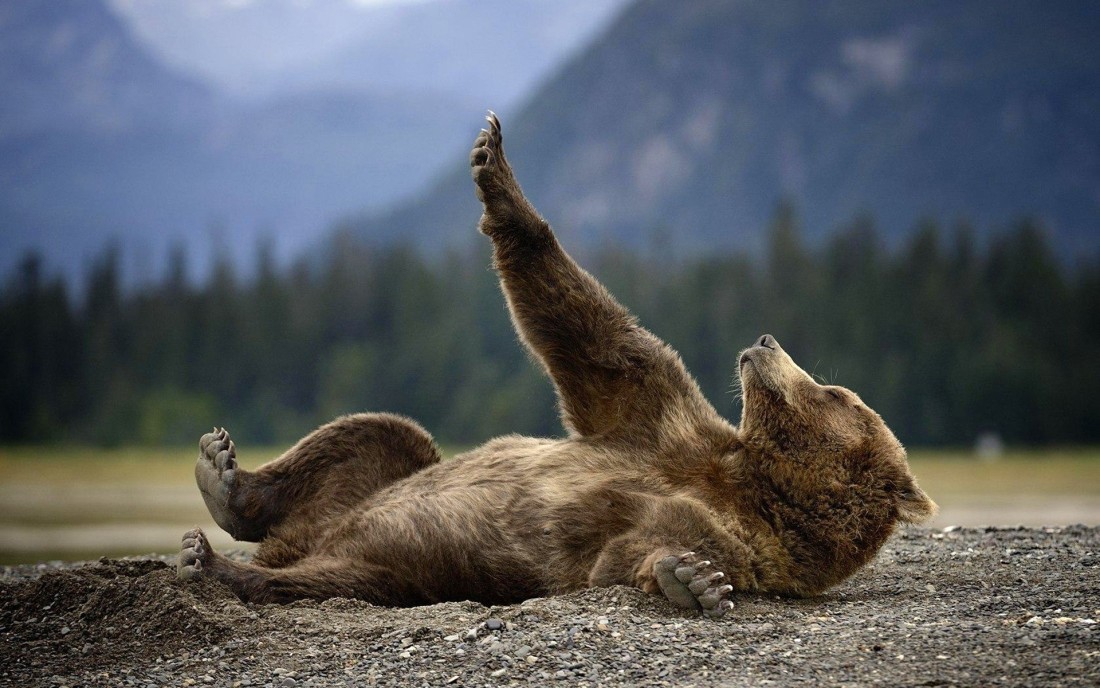 playful-brown-bear-wallpaper-1920×1200