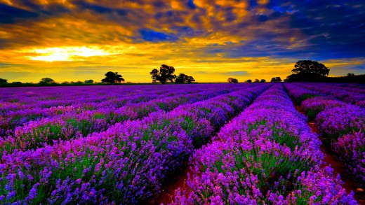 purple-lavender-sunset-wallpaper-3840×2160