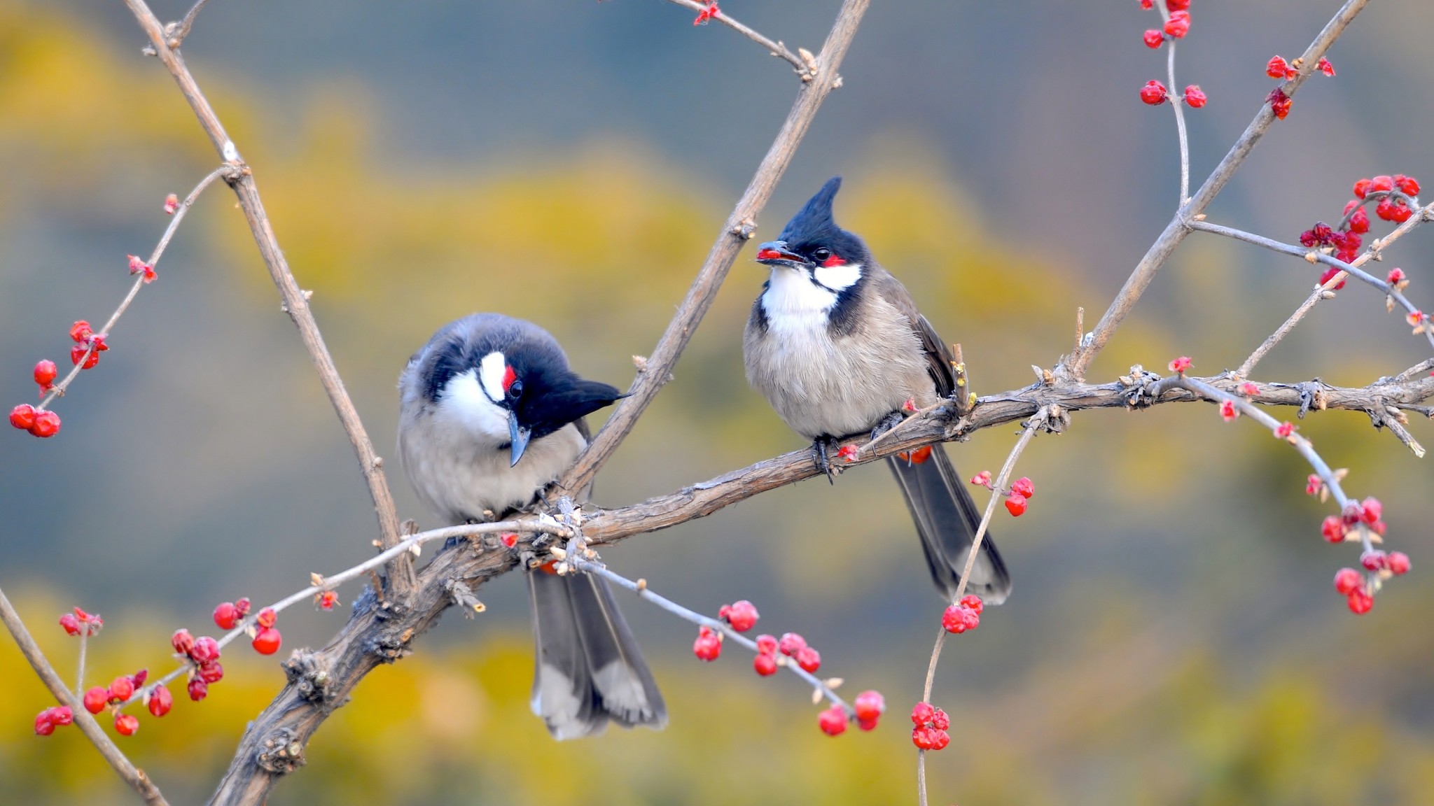 Red Berry Birds on Branch 4K Wallpaper