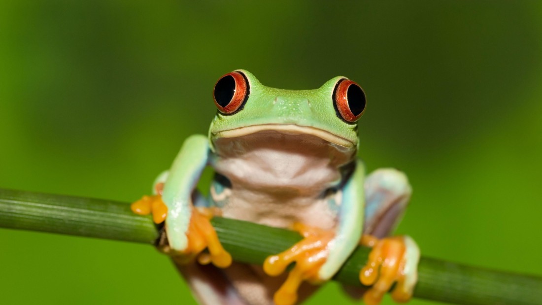red-eyed-tree-frog-4k-macro-wallpaper-3840×2160