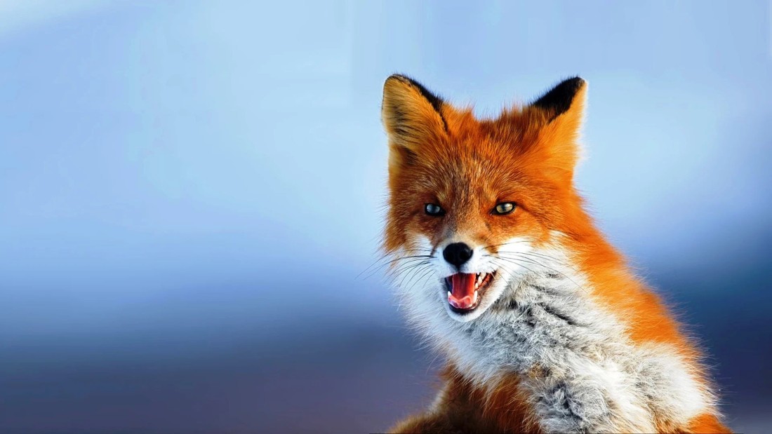 red-fox-wildlife-wallpaper-1920×1080