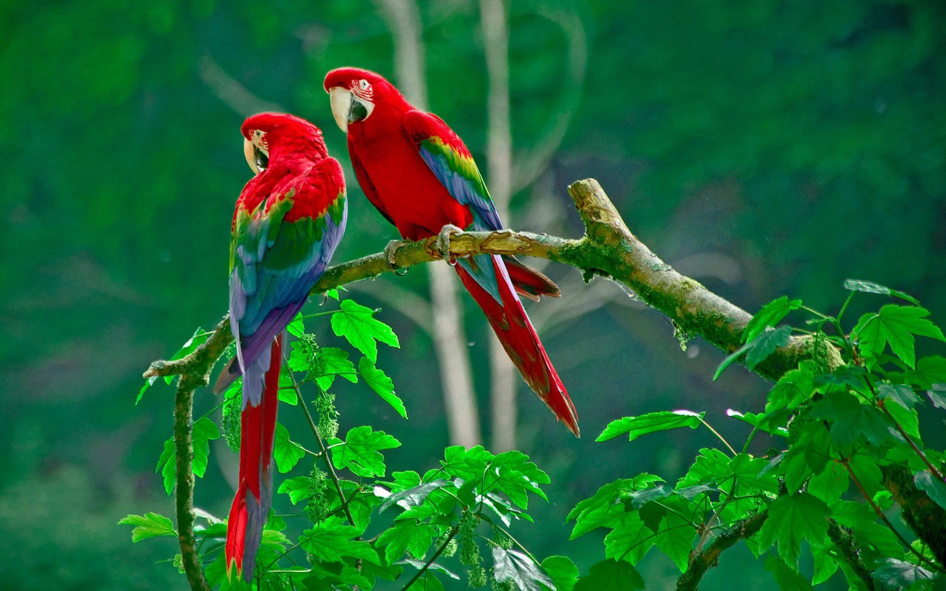 Scarlet Macaw Pair Wallpaper – free HD wallpaper