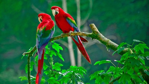 Scarlet Macaw Pair Wallpaper