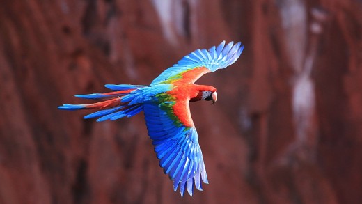 scarlet-macaw-wallpaper-tropical-bird-flight-3840×2160