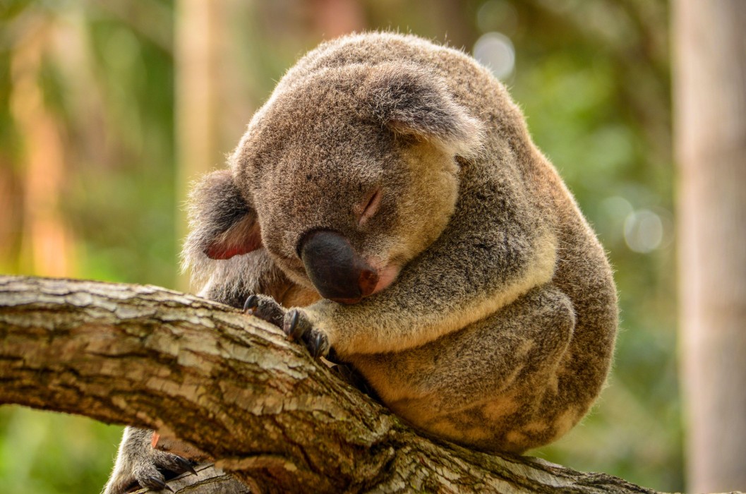 sleeping-koala-5k-wildlife-wallpaper-4928×3264