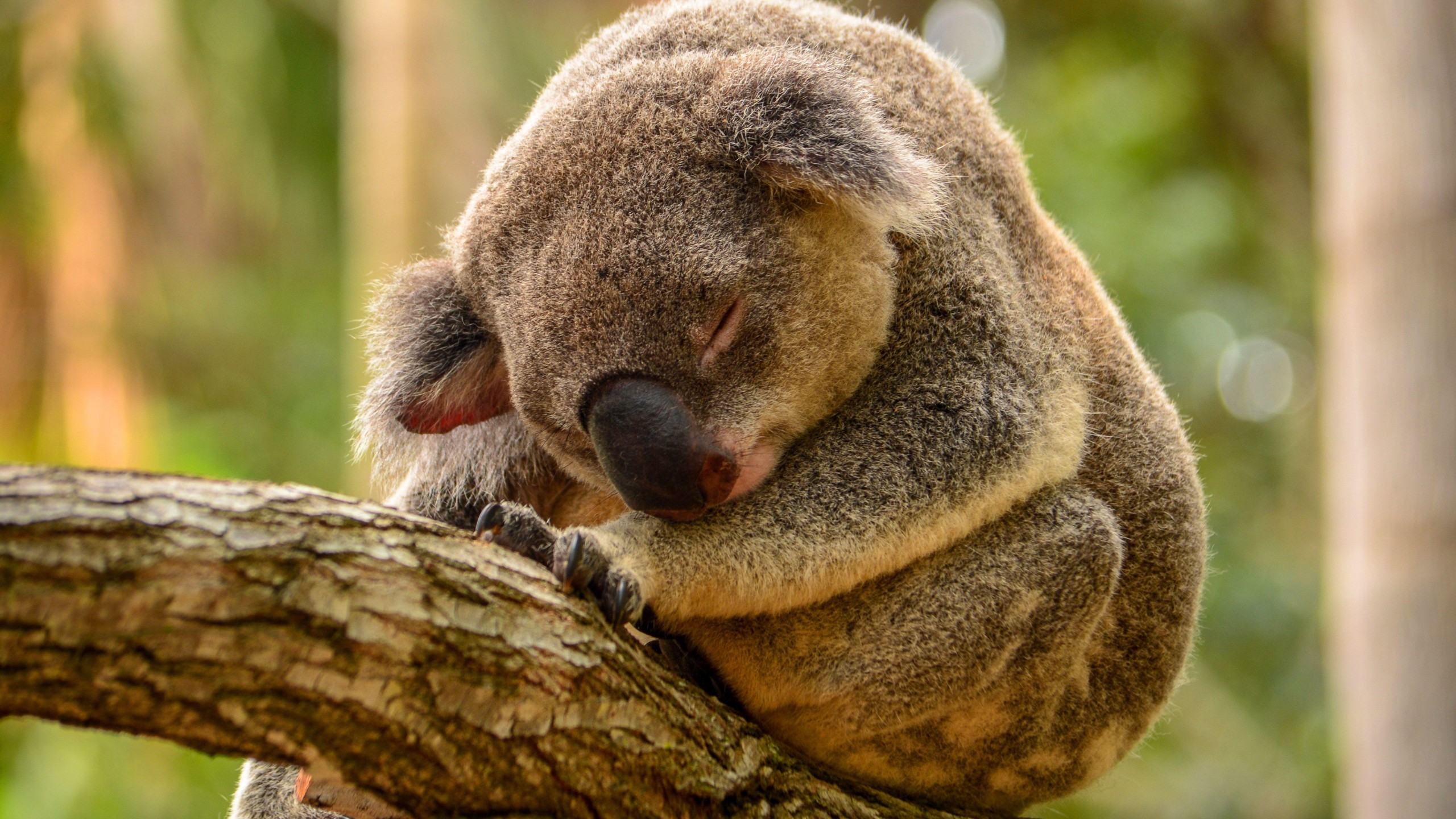 Sleeping Koala 5K Wildlife Wallpaper – free HD wallpaper