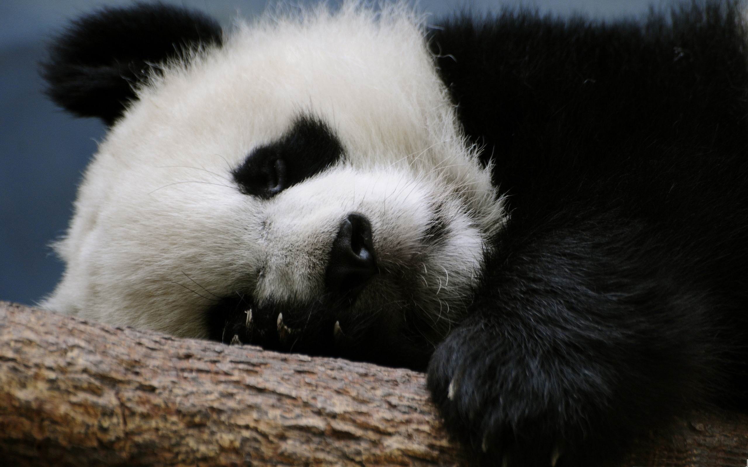 Sleeping Panda Widescreen Animal Wallpaper – free HD wallpaper