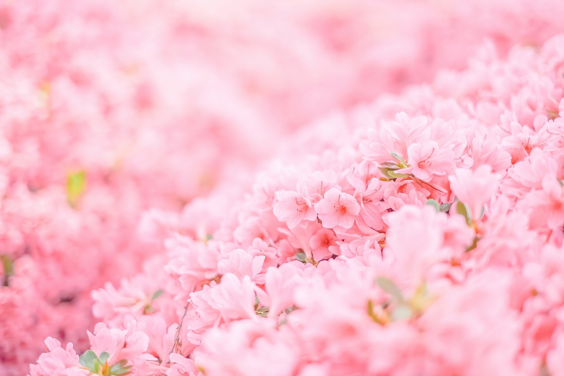 Soft Pink Blossom Wallpaper – free HD wallpaper
