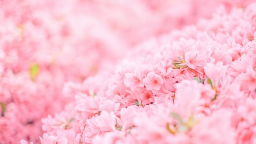 Soft Pink Blossom Wallpaper