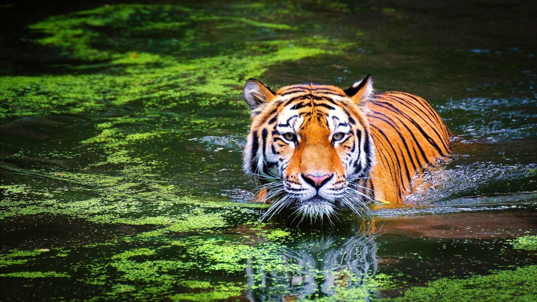 swimming-tiger-wallpaper-2560×1440