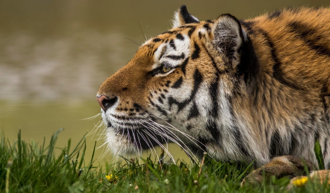 tiger-close-up-4k-wildlife-wallpaper-3840×2249