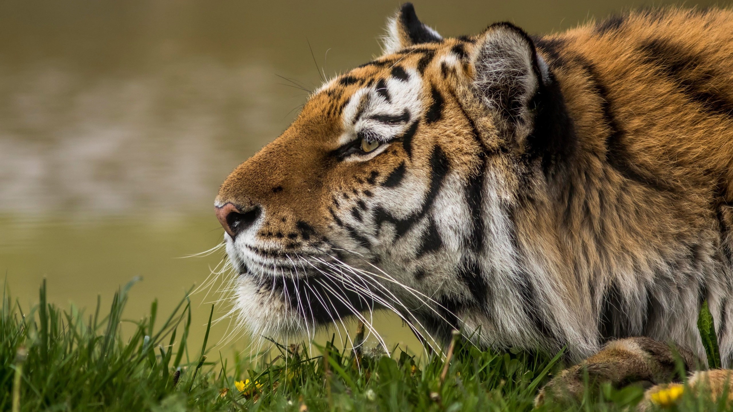 Tiger Close Up 4K Wildlife Wallpaper – free HD wallpaper
