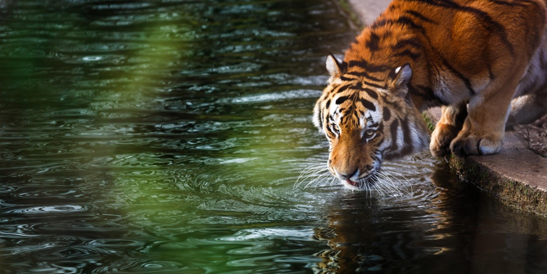 tiger-drinking-water-5k-wildlife-wallpaper-4831×2418