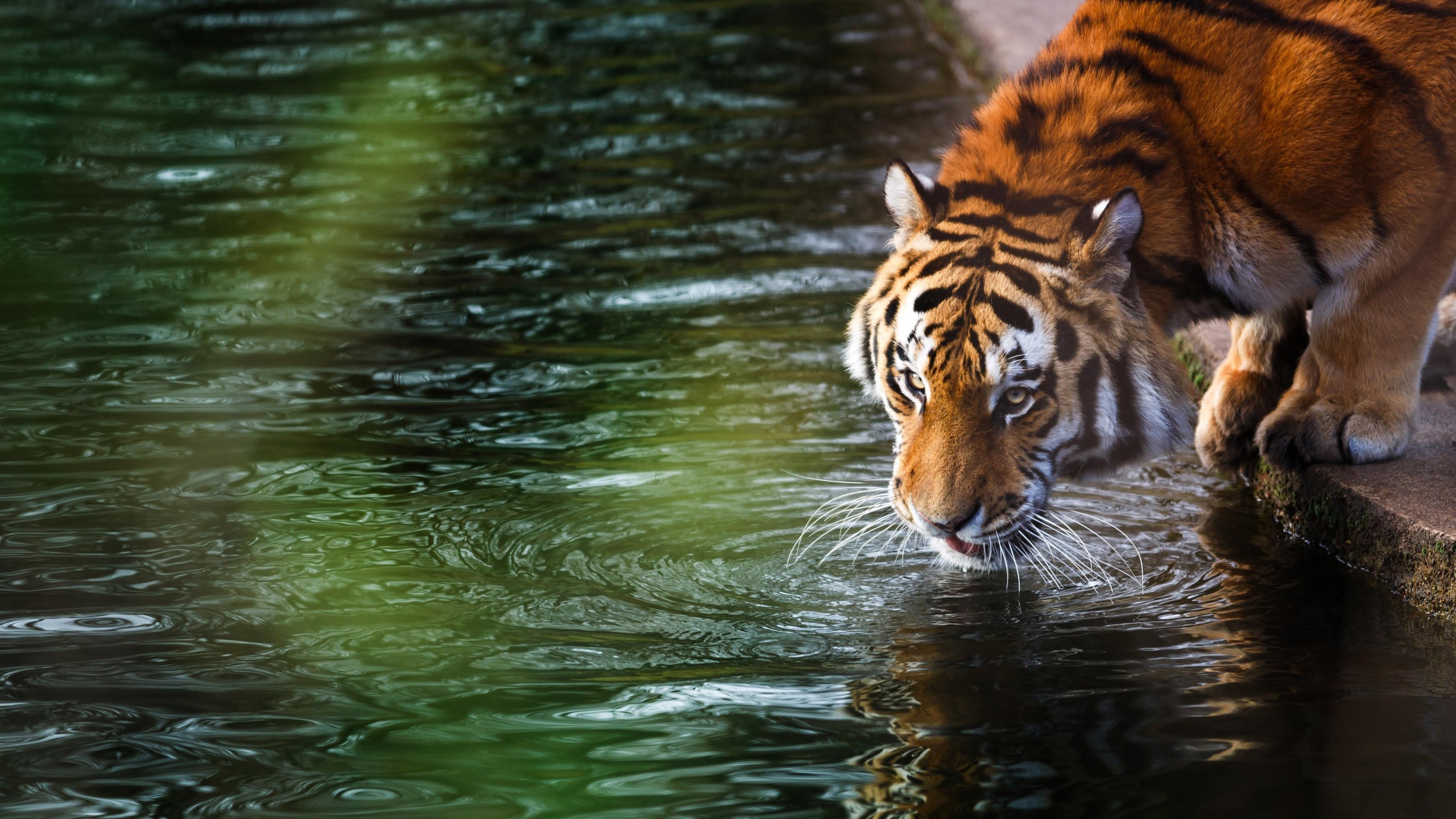 Tiger Drinking Water 5K Wildlife Wallpaper – free HD wallpaper