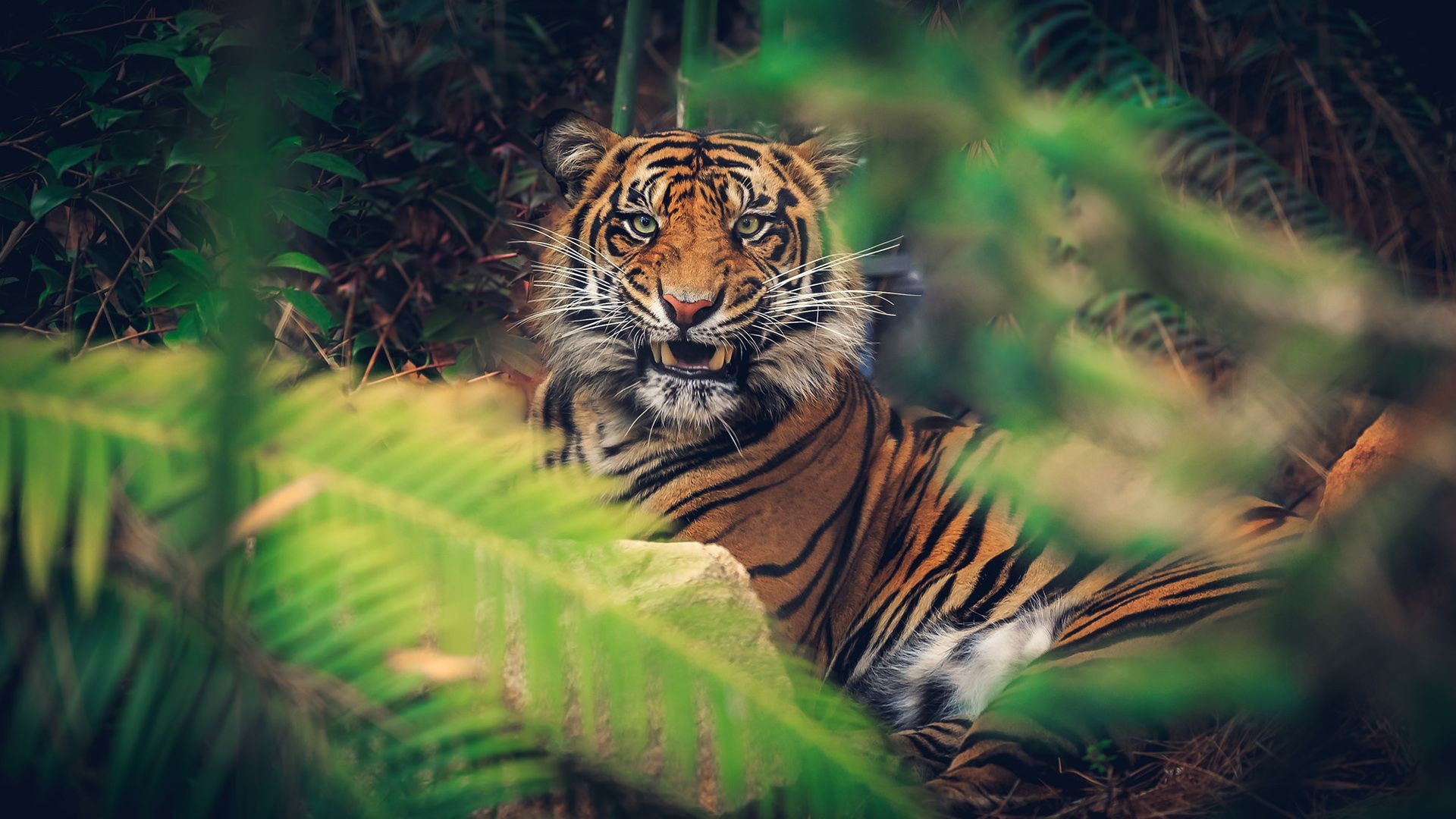 Tiger Jungle Close-Up Full HD Wallpaper