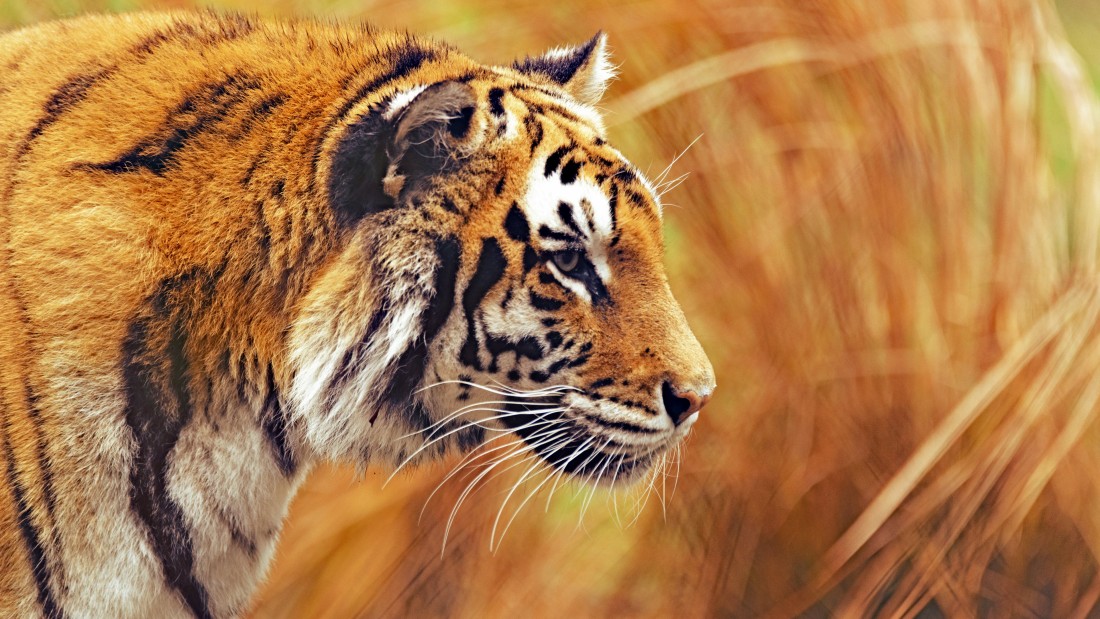tiger-profile-4k-wildlife-wallpaper-3840×2160