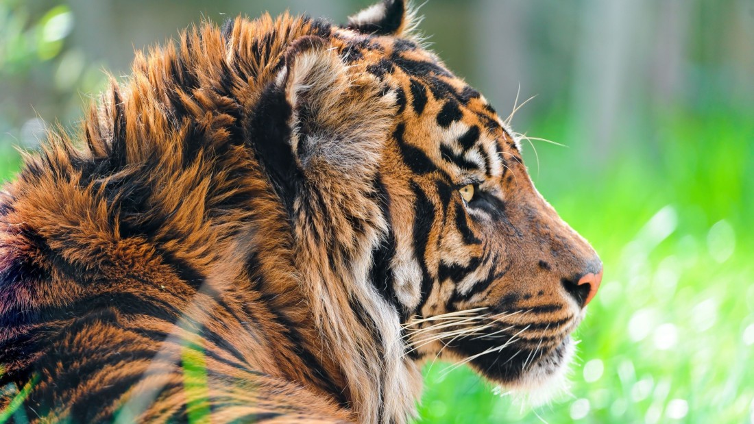 tiger-side-profile-4k-wallpaper-3840×2160