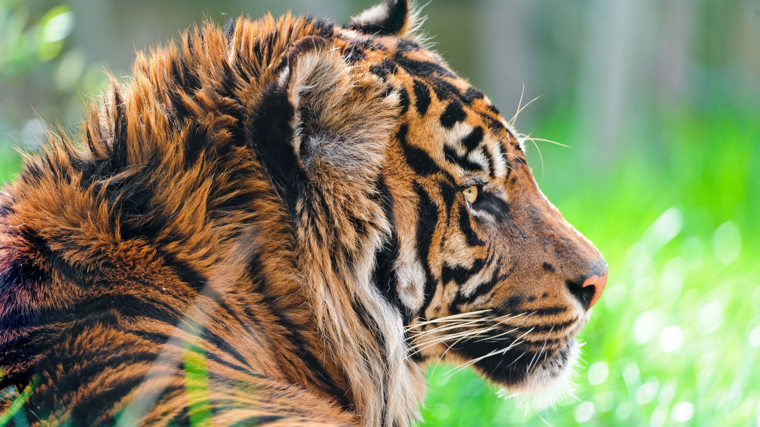 Tiger Side Profile 4K Wallpaper – free HD wallpaper
