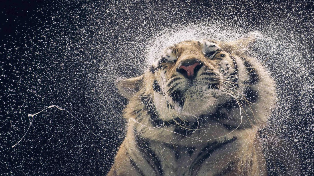 tiger-splash-4k-wallpaper-3840×2160