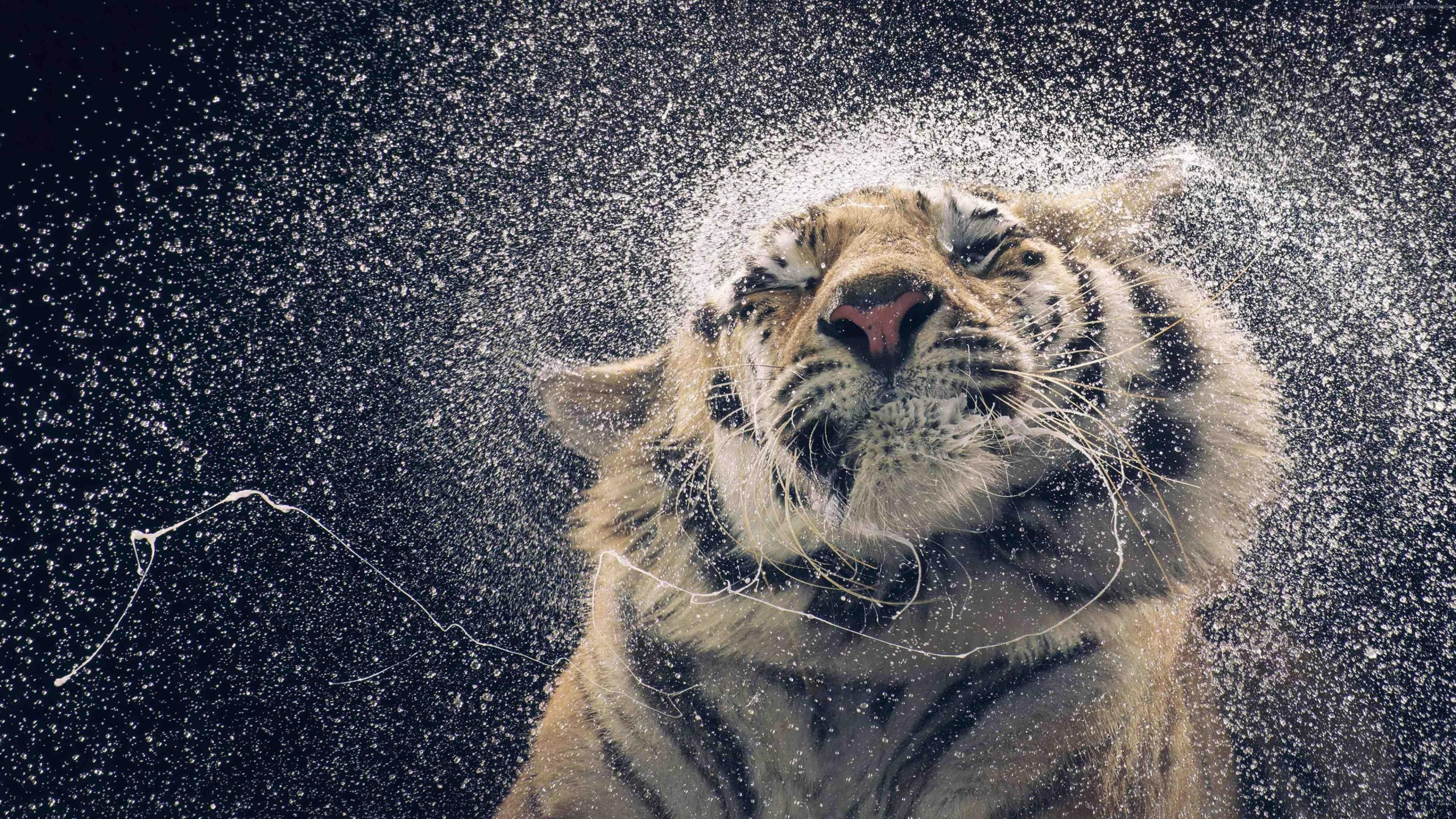 Tiger Splash 4K Wallpaper – free HD wallpaper
