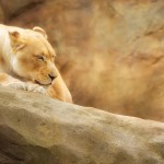 Animals collection preview