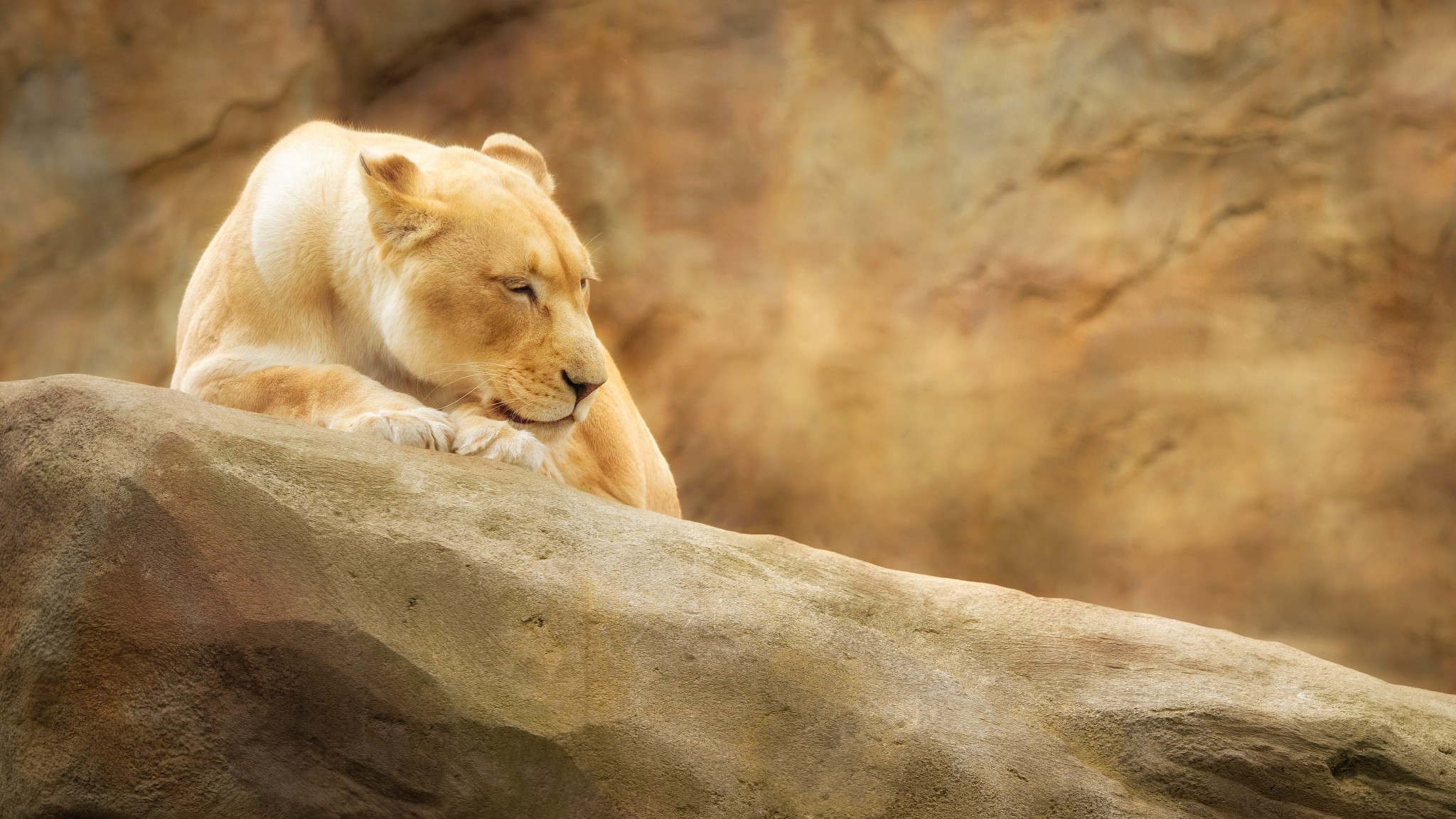 White Lioness 4K Wildlife Wallpaper