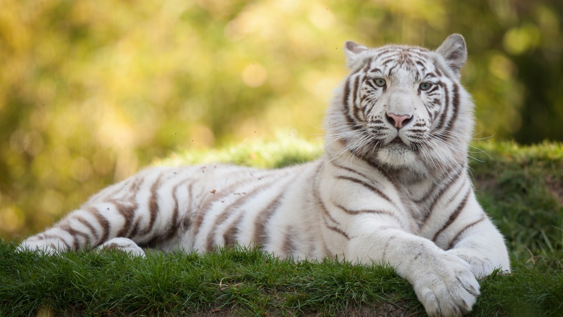 white-tiger-wildlife-4k-wallpaper-3840×2160