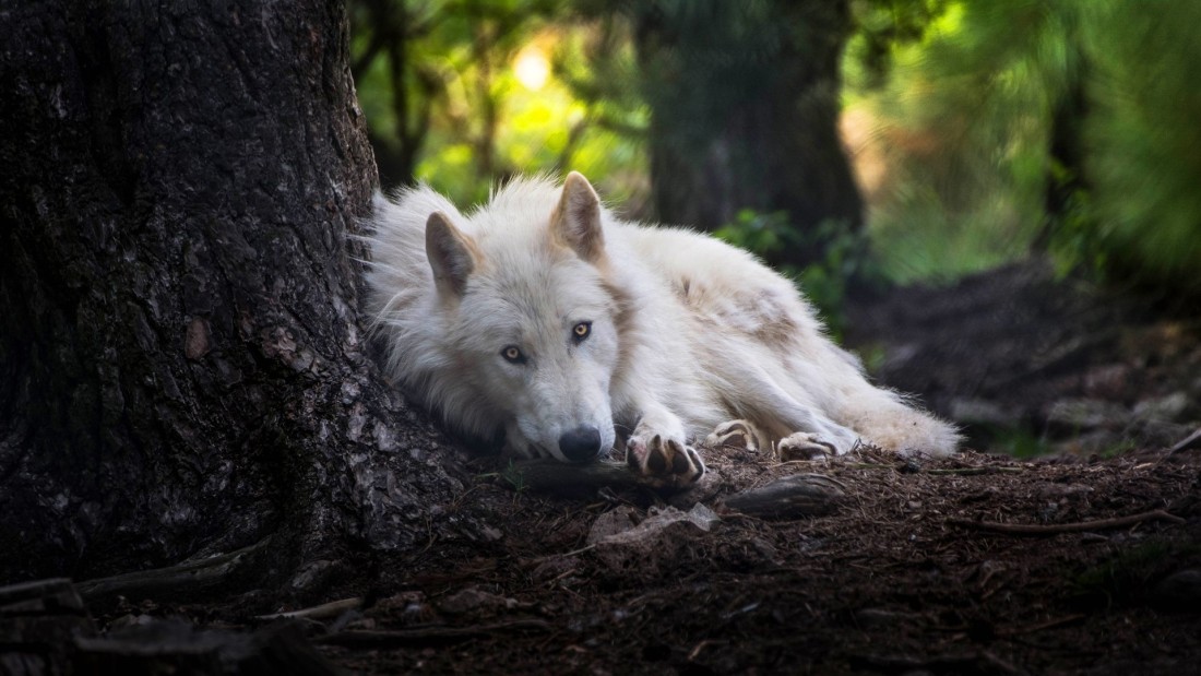 white-wolf-forest-wallpaper-1920×1080