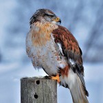 Animals collection preview