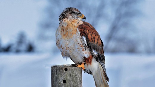 winter-hawk-perched-wallpaper-snowy-wildlife-4k-3840×2160