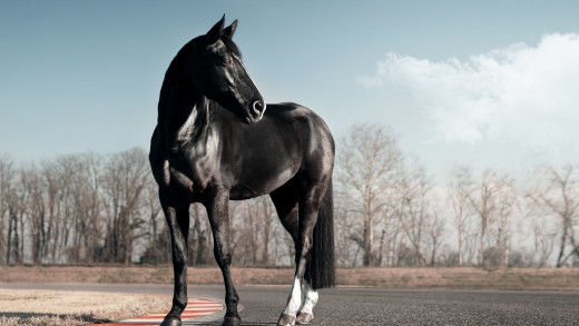 Black Horse Blue Sky Wallpaper