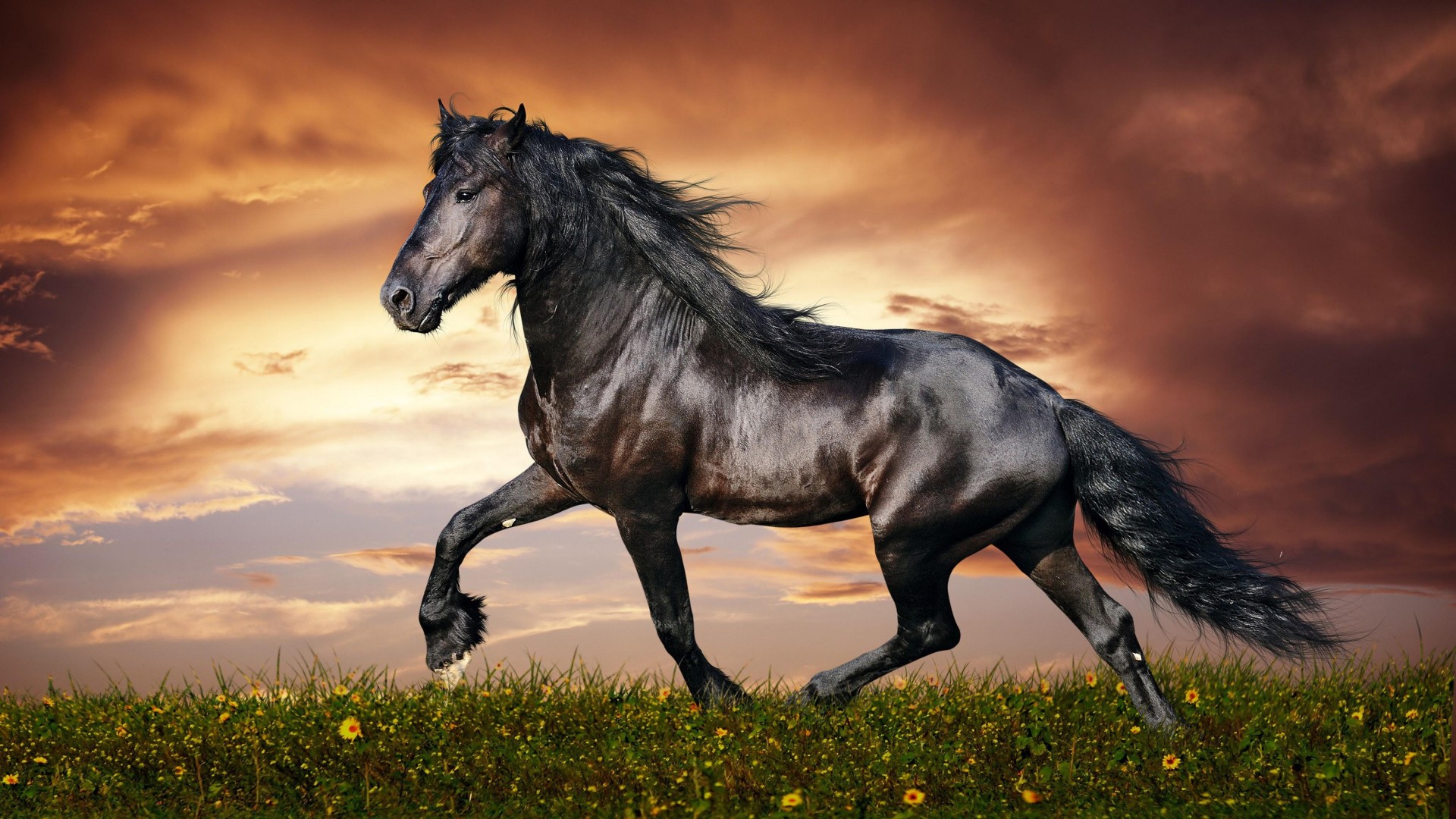 Black Stallion Sunset Wallpaper – free HD wallpaper