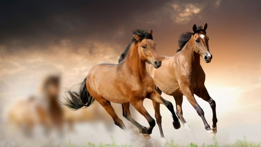 Running Brown Horses Sunset Wallpaper