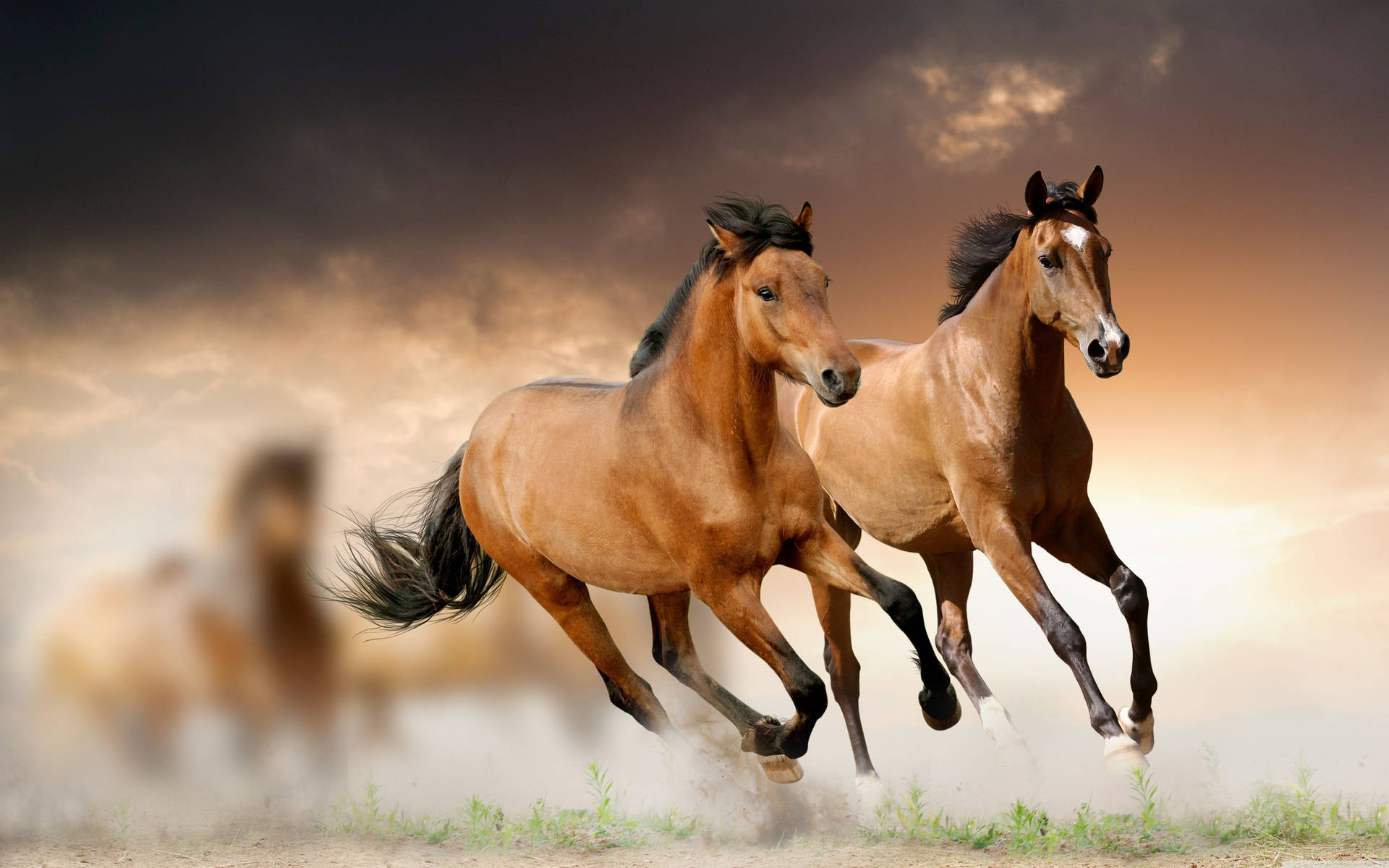 Running Brown Horses Sunset Wallpaper – free HD wallpaper