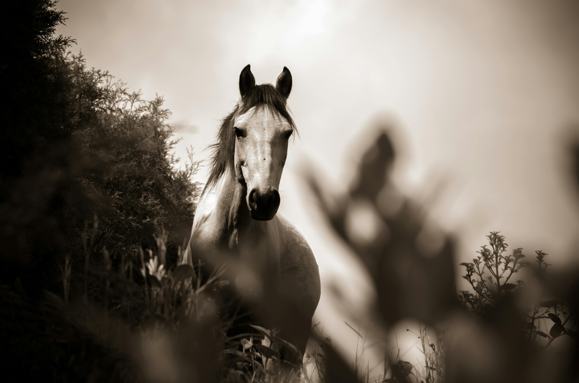 Sepia White Horse Portrait Wallpaper – free HD wallpaper